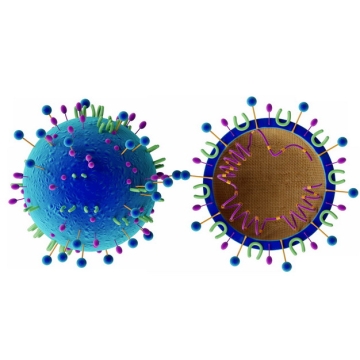 3D立体风格蓝色冠状病毒内部DNA结构654585png图片素材