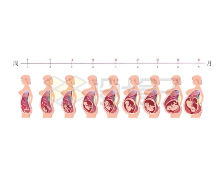 怀孕不同时间段的孕妇胎儿示意图8250767矢量图片免抠素材