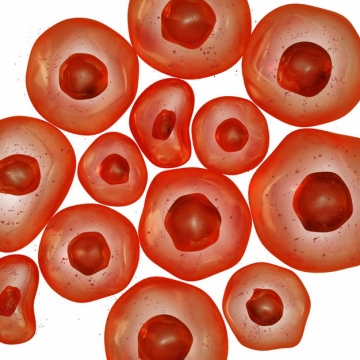 半透明红色果冻形状的细胞结构和细胞核368866png图片素材