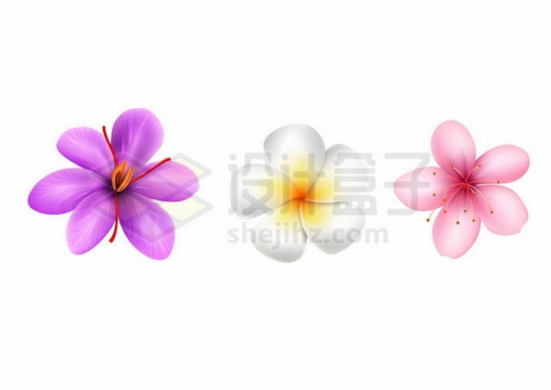紫色的藏红花白色的鸡蛋花粉色的桃花等花朵2817234矢量图片免抠素材