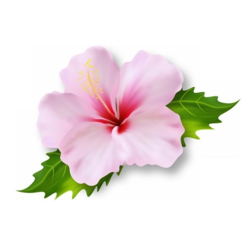 盛开的木槿美丽粉色花朵6815887矢量图片免抠素材免费下载