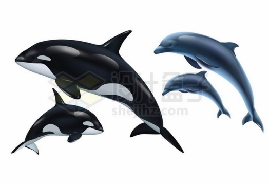 逼真的虎鲸和海豚海洋哺乳动物4115958矢量图片免抠素材免费下载