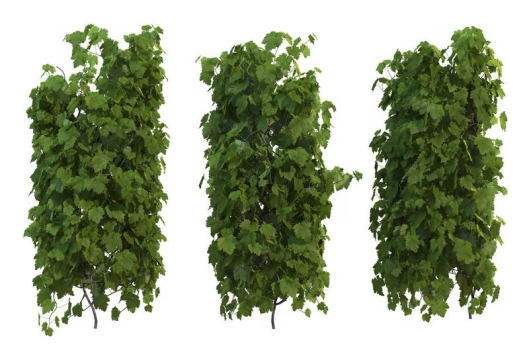 3款爬山虎地锦藤蔓观叶植物盆栽绿植观赏植物墙8300035免抠图片素材