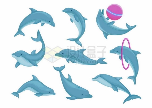 各种造型的海洋公园中表演的蓝色海豚8611417矢量图片免抠素材