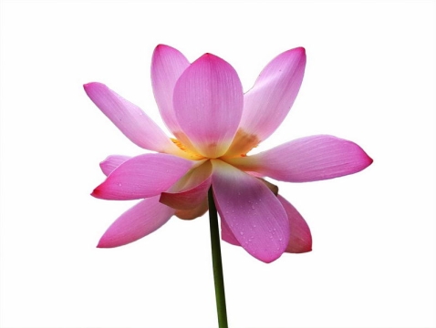 一朵荷花美丽花朵4579961png图片免抠素材