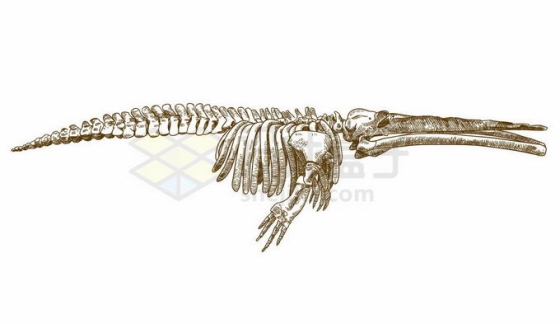 鲸鱼骨架动物骨骼手绘插画2453052矢量图片免抠素材免费下载