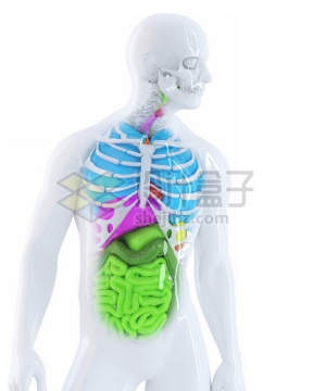 3D立体彩色肺部心脏肝脏大肠小肠等内脏塑料人体模型7658324免抠图片素材