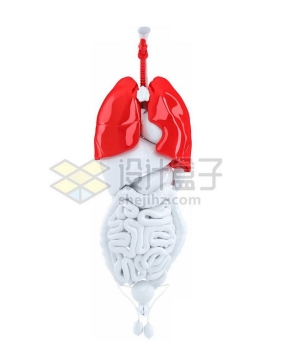 3D立体红色肺部白色肝脏心脏大肠小肠肾脏膀胱等内脏塑料人体模型6942387免抠图片素材