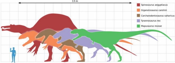 棘龙暴龙霸王龙等食肉恐龙和人类大小对比图6562016png图片免抠素材