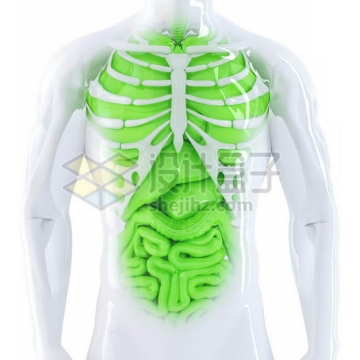 3D立体胸腔绿色肺部心脏肝脏大肠小肠等内脏塑料人体模型2022363免抠图片素材