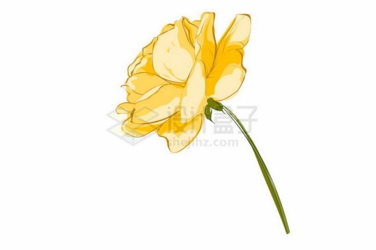 一朵盛开的黄色蔷薇花月季花手绘风格1969875矢量图片免抠素材