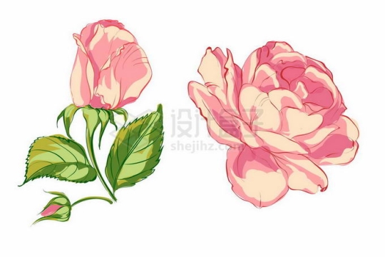 盛开的粉红色蔷薇花月季花和绿叶装饰手绘风格7367945矢量图片免抠素材