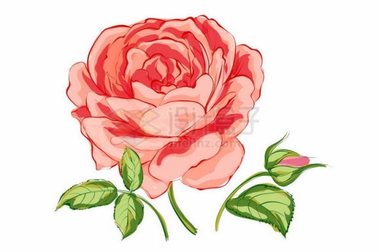 盛开的粉红色蔷薇花月季花和绿叶装饰手绘风格8096441矢量图片免抠素材