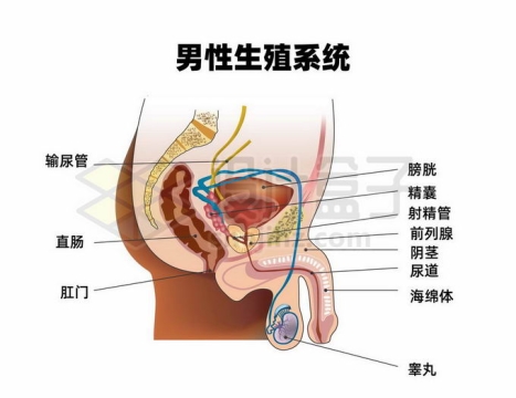 男性生殖器官性生殖系统解剖结构图4606328矢量图片免抠素材