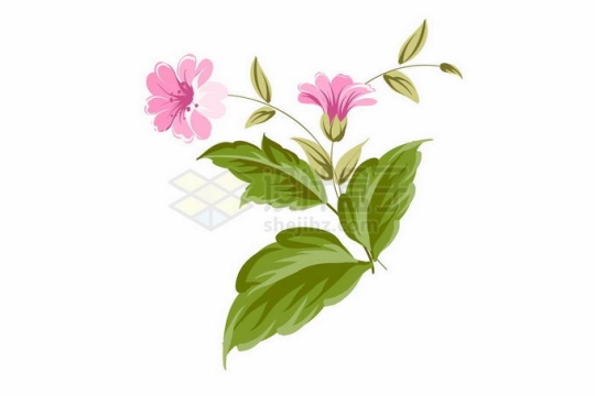 盛开的粉红色凌霄花绿叶装饰手绘插画1018157矢量图片免抠素材