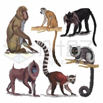 猕猴山魈马猴狐猴卷尾猴狒狒等猴子野生动物8192530矢量图片免抠素材