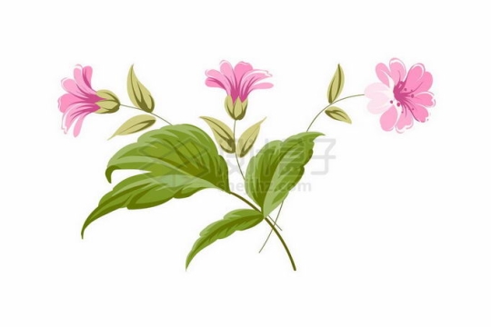 盛开的粉红色凌霄花绿叶装饰手绘插画9633376矢量图片免抠素材