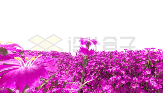 一大片矢车菊紫红色花海风景5556317PSD免抠图片素材