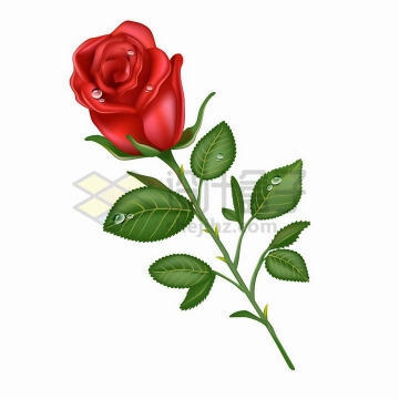 带水珠的红色玫瑰花和叶子png图片免抠矢量素材