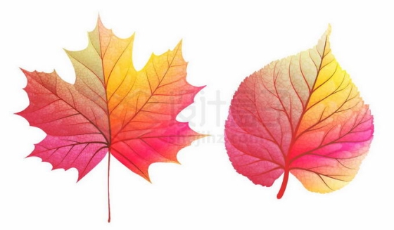 秋天变红变黄的枫叶树叶9264049免抠图片素材
