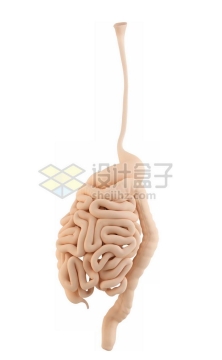 3D立体米黄色食道小肠大肠等消化系统内脏塑料人体模型9021970免抠图片素材