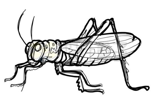 手绘涂鸦风格蚂蚱蝗虫素描勾勒的昆虫插画2691687矢量图片免抠素材