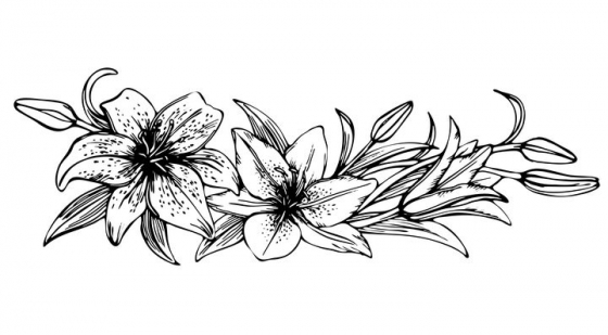 黑色线条手绘风格百合花鲜花图片免抠矢量素材