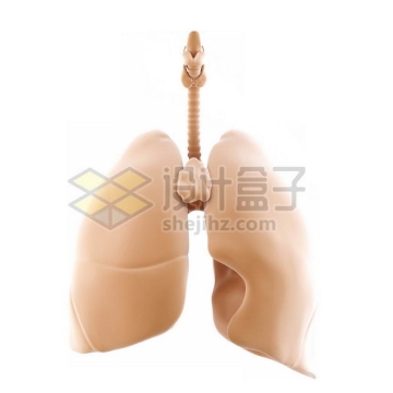 3D立体皮肤色气管和肺部呼吸系统等内脏塑料人体模型2888326免抠图片素材