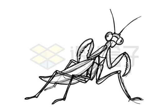 手绘涂鸦风格螳螂素描勾勒的昆虫插画3042236矢量图片免抠素材