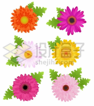 6种颜色的太阳花鲜花花朵花卉8325850矢量图片免抠素材