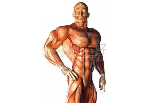 3D立体彩色肌肉塑料人体模型2757334免抠图片素材