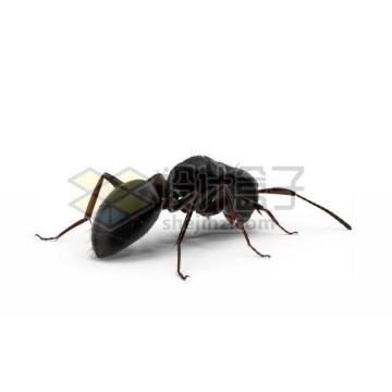 3D立体高清小蚂蚁小动物8076635图片免抠素材