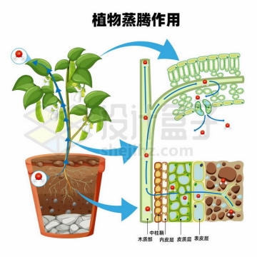 植物蒸腾作用细胞内部结构示意图9260920矢量图片免抠素材