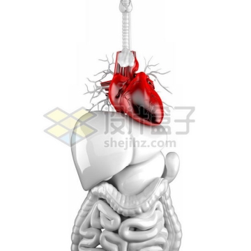 3D立体红色心脏和银灰色肝脏胰脏大肠小肠消化系统等内脏塑料人体模型3820968免抠图片素材