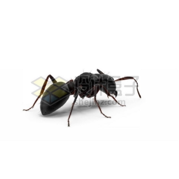 3D立体高清小蚂蚁小动物5292393图片免抠素材