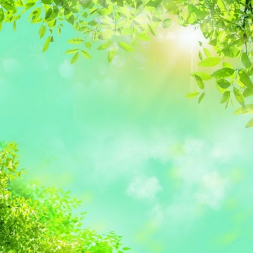 夏天夏日阳光照射下的树冠绿色树叶装饰边框6786146免抠图片素材