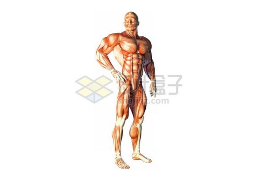 3D立体彩色肌肉结构塑料人体模型6363371免抠图片素材
