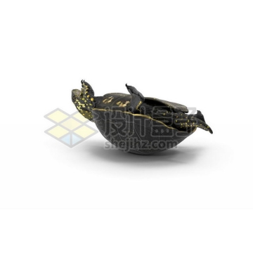 3D立体高清翻不了身的乌龟花龟小动物1146063图片免抠素材