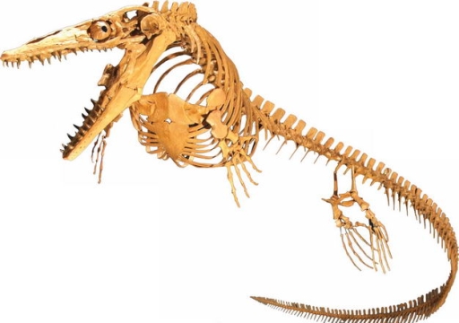 沧龙白垩纪海洋爬行动物化石骨架6232797png图片免抠素材