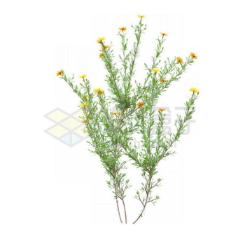 一款3D渲染的盛开黄色小花蓼子朴绿植观赏植物灌木丛2559228免抠图片素材