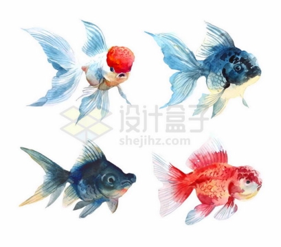 4款彩色金鱼观赏鱼类水彩画5038152矢量图片免抠素材