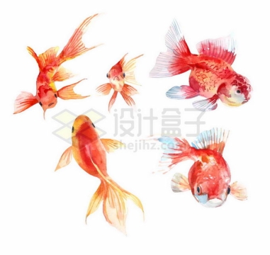 5款红色金鱼观赏鱼水彩画2427900矢量图片免抠素材