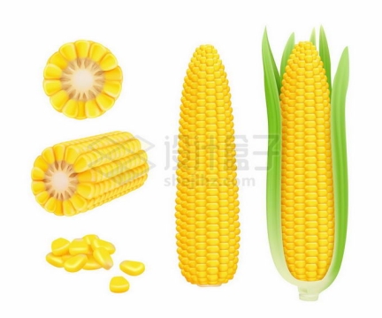新鲜的玉米棒子横切面玉米粒粮食作物8855970矢量图片免抠素材