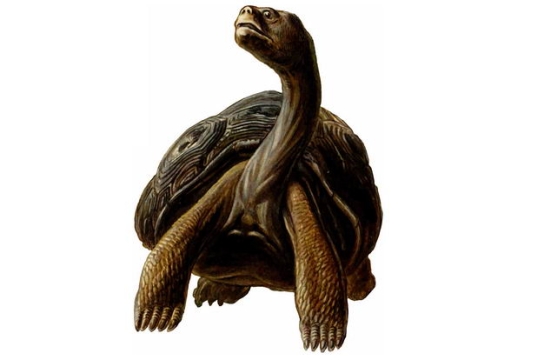加拉帕戈斯象龟爬行动物4942706png图片免抠素材