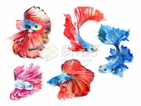 5款红色蓝色泰国斗鱼观赏鱼类水彩画8651110矢量图片免抠素材