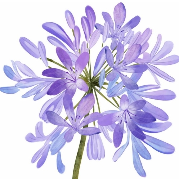 盛开的百子莲紫色花朵5899919免抠图片素材
