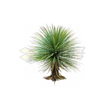 一款3D渲染的丝兰观赏植物绿植4336849免抠图片素材
