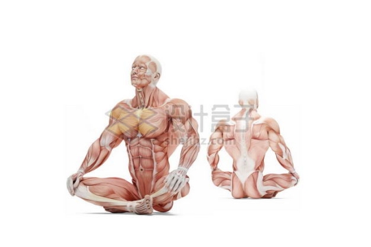 3D立体打坐的人体肌肉组织结构示意图正反面9002522免抠图片素材