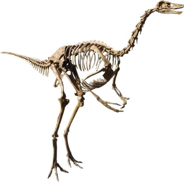 似鸵龙似鸟龙晚白垩纪恐龙化石骨架5652767png图片免抠素材