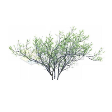 一款3D渲染的银杉小树苗观赏植物绿植2239797免抠图片素材